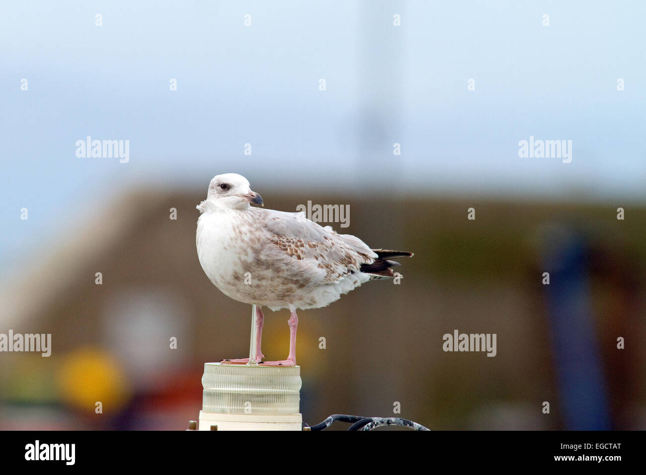 Sub-adulten Hering Gull,Clogherhead,Co.Louth,Ireland Stockfoto