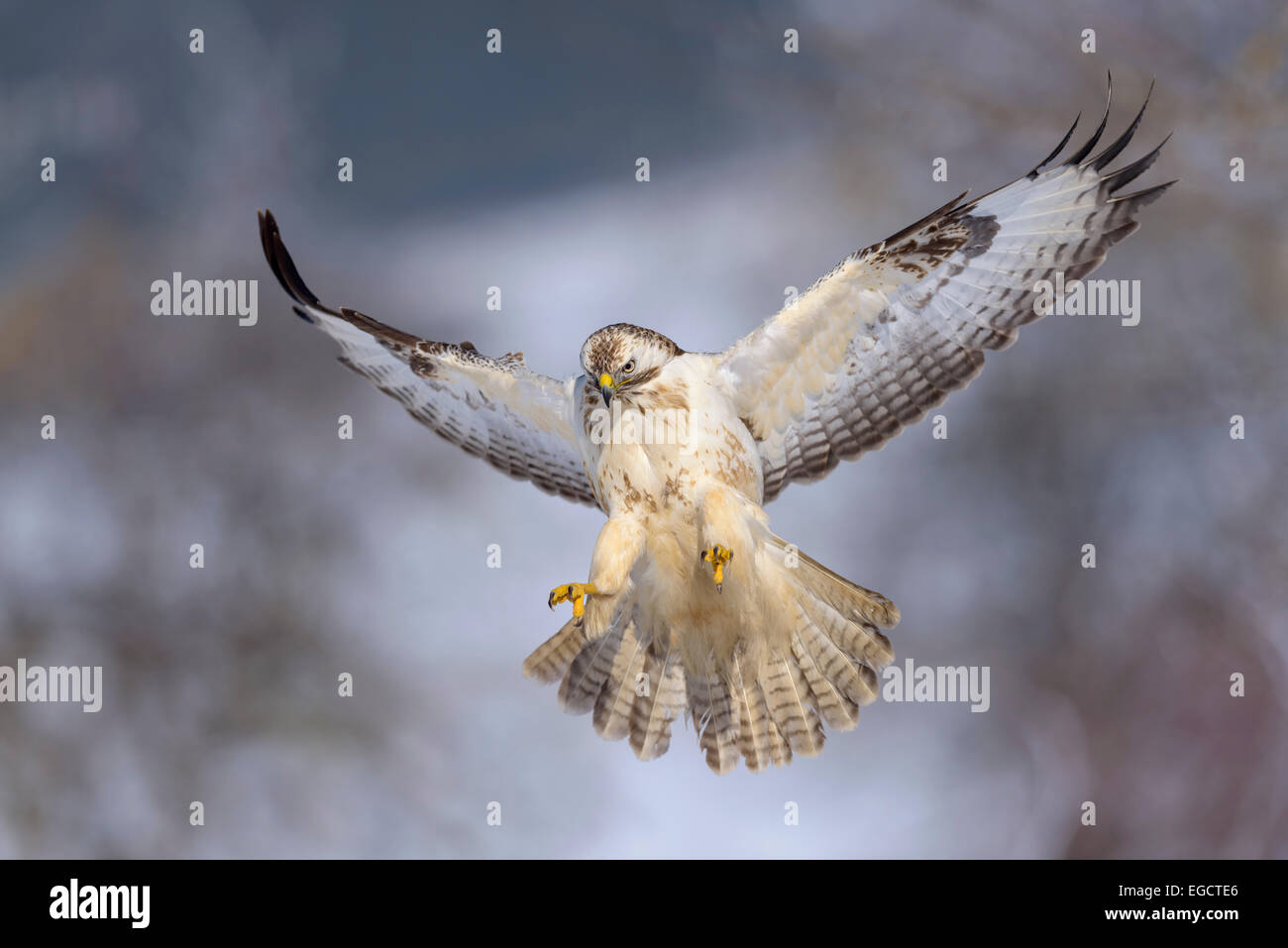 Bussard (Buteo Buteo), weiße Morph, während des Fluges, Biosphere Reserve Schwäbischen-Alb, Baden-Württemberg, Deutschland Stockfoto