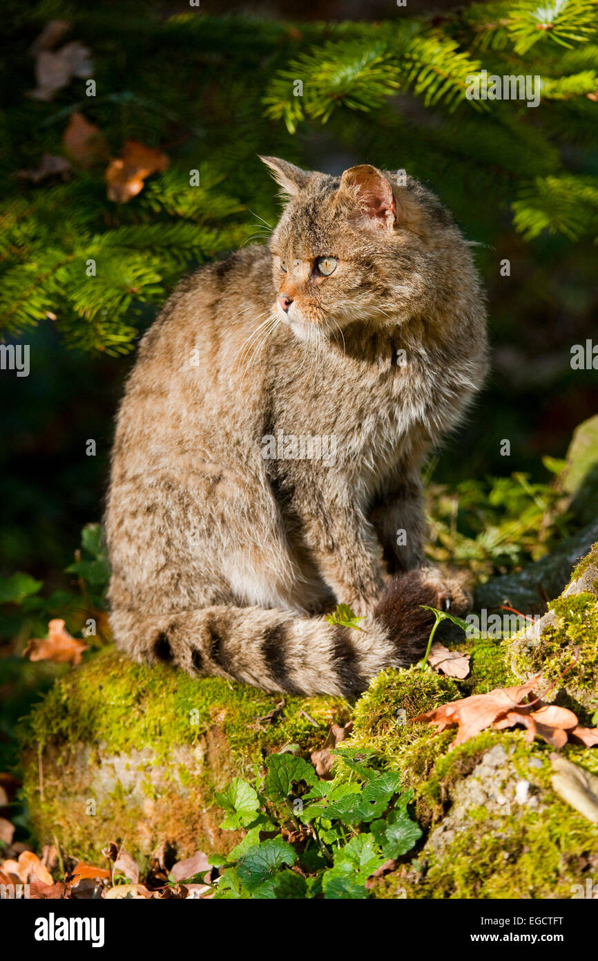 Europäische Wildkatze (Felis Silvestris), Gefangenschaft, Bayern, Deutschland Stockfoto