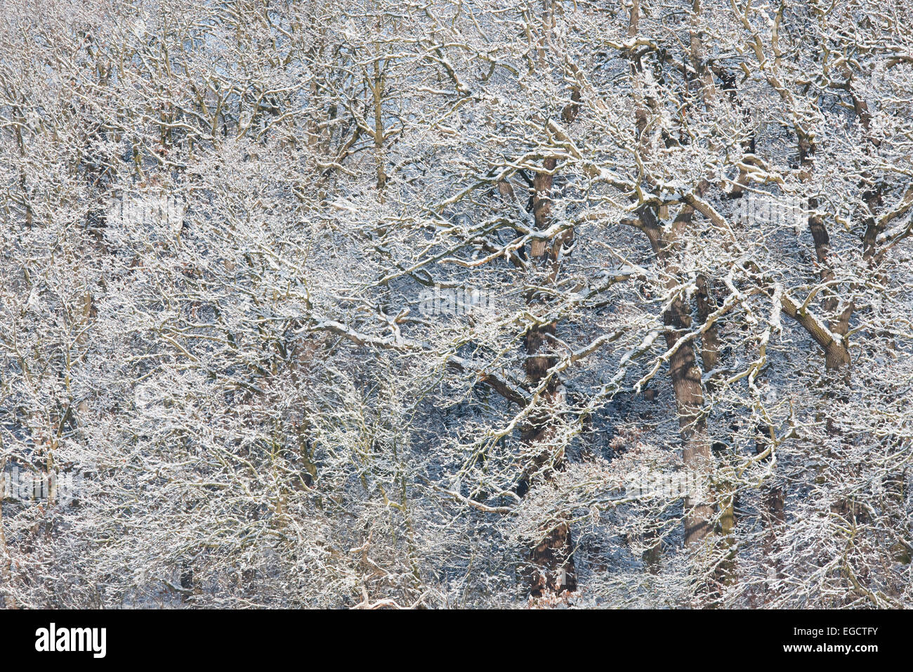 Verschneite Pedunculate Eichen (Quercus Robur), Thüringen, Deutschland Stockfoto