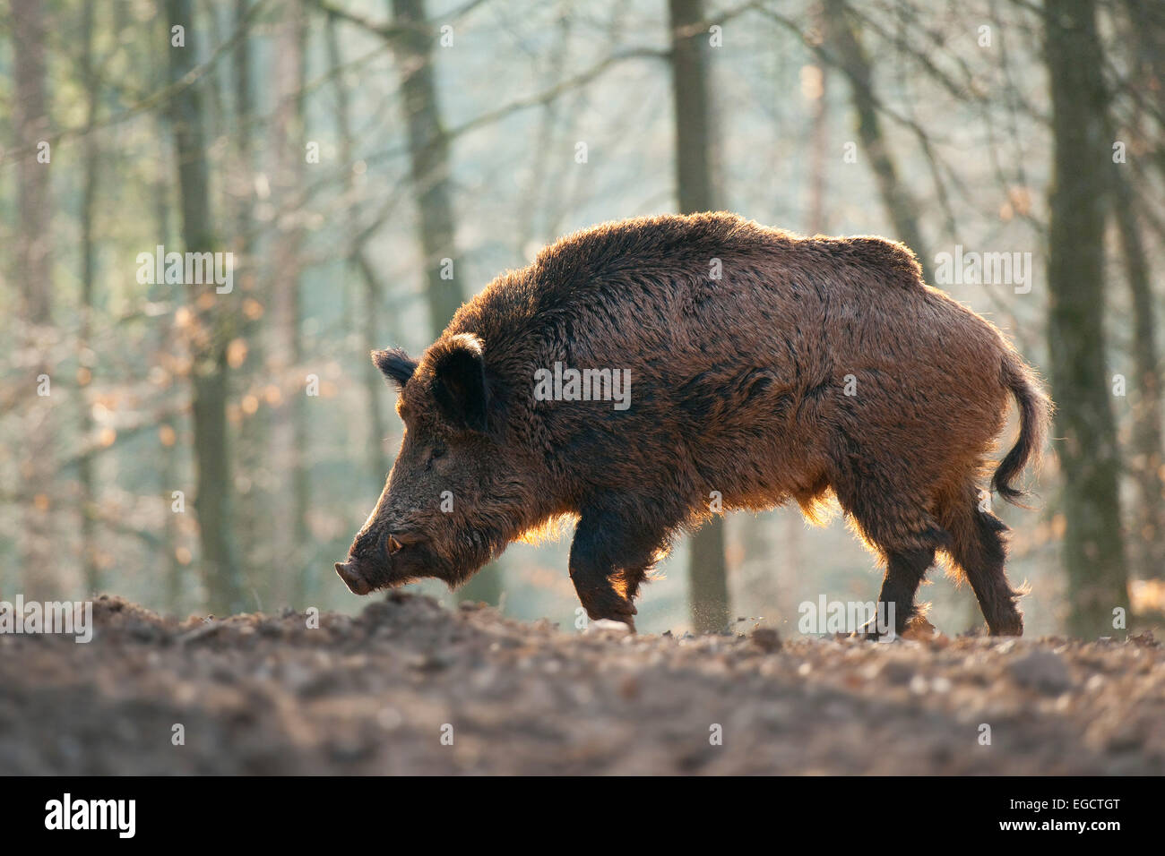 Wildschwein (Sus Scrofa), Wildschwein, in Gefangenschaft, Bayern, Deutschland Stockfoto