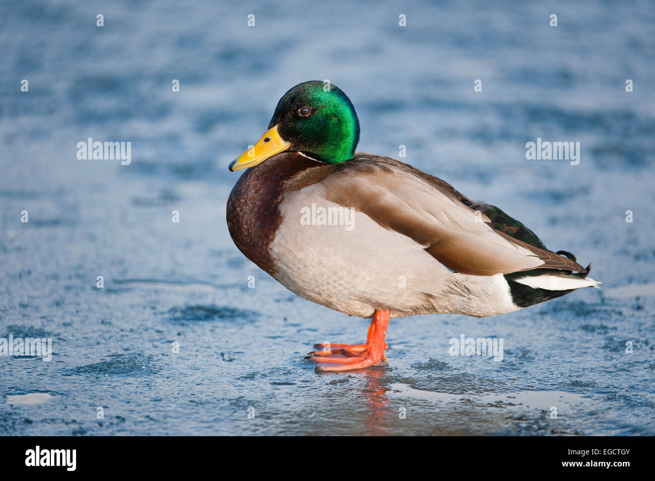 Stockente (Anas Platyrhynchos), Drake, stehend auf einem zugefrorenen Teich, Thüringen, Deutschland Stockfoto