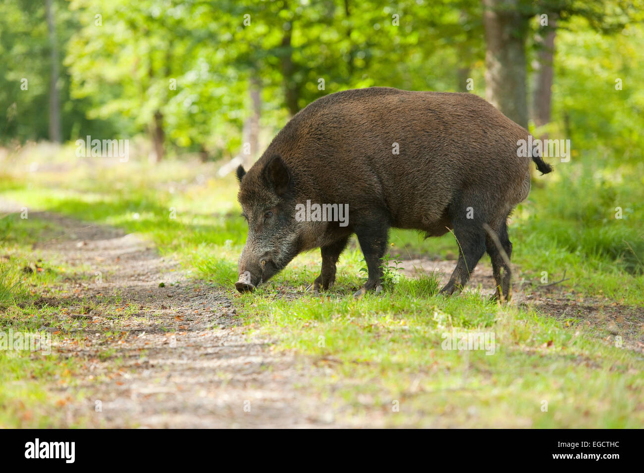 Wildschwein (Sus Scrofa), Wildschweine im Sommerfell, gemästet im Sommer, überqueren einen Forstweg, Gefangenschaft, Bayern, Deutschland Stockfoto
