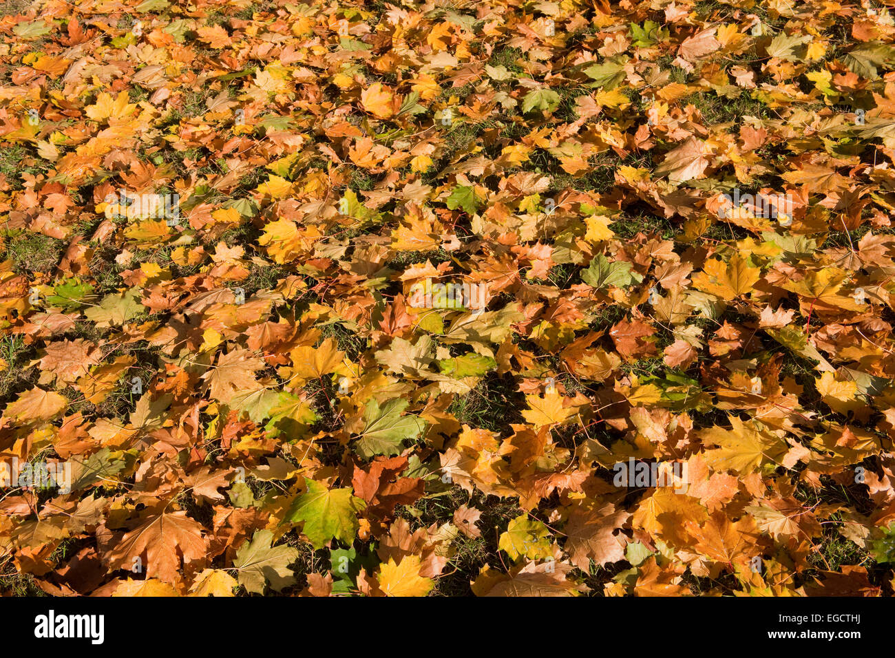 Spitz-Ahorn (Acer Platanoides), Herbstlaub, Thüringen, Deutschland Stockfoto