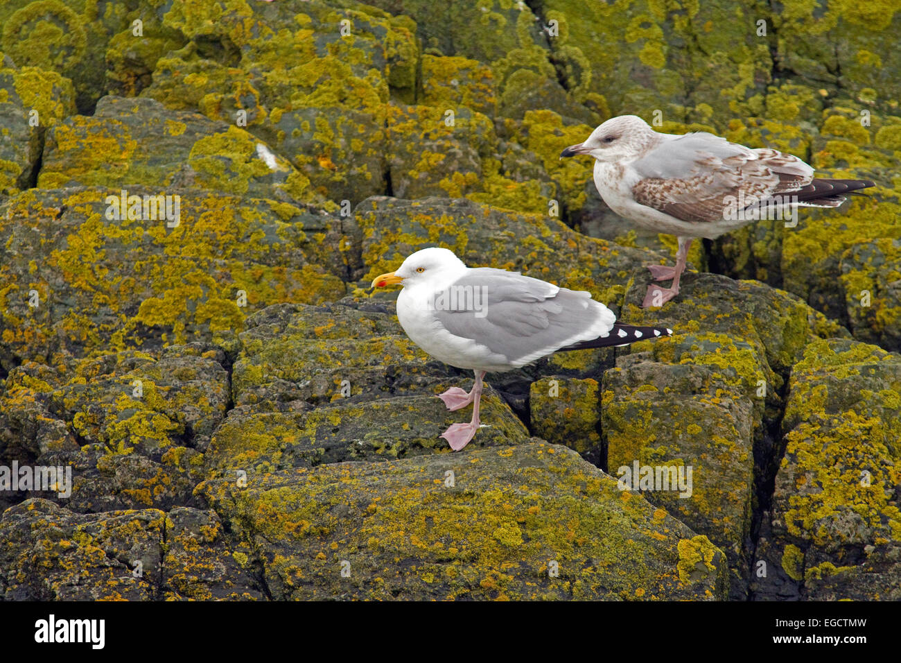 Hering Gulls,Clogherhead,Co.Louth,Ireland Stockfoto