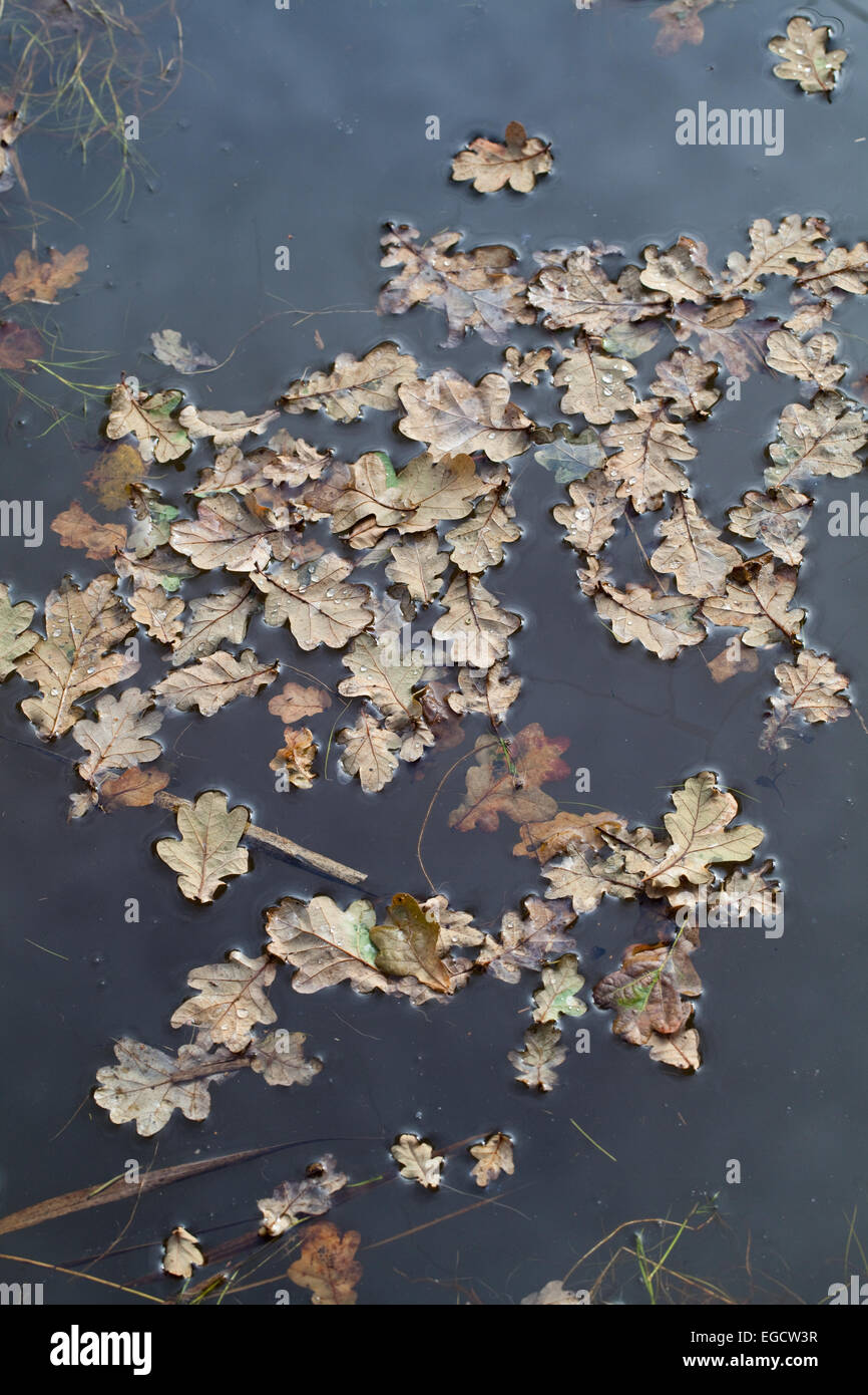 Eiche (Quercus Robur).  Herbst, Wind geblasen Blätter schwimmen auf der Wasseroberfläche in einem Entwässerungsgraben. Norfolk. England. VEREINIGTES KÖNIGREICH. Stockfoto