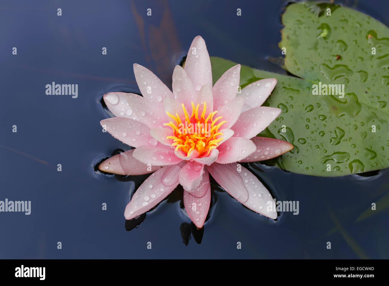 Seerose (Nymphacea), rosa Blume, Bayern, Deutschland Stockfoto