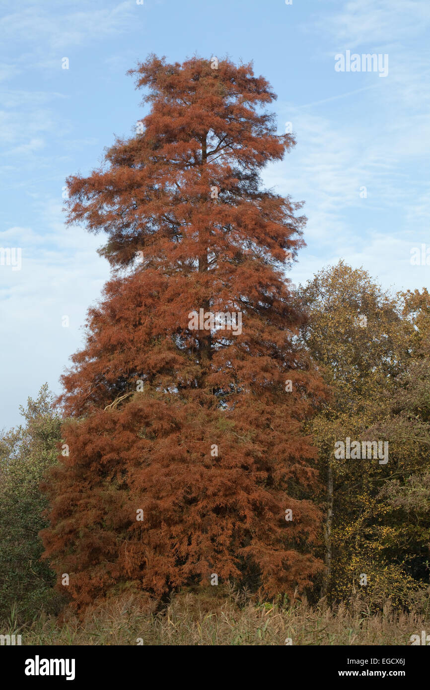 Sumpf-Zypresse (Taxodium Distichum). Blätter an einem Baum In England. Herbstliche Farben, November. Eine eingeführten Arten. Stockfoto