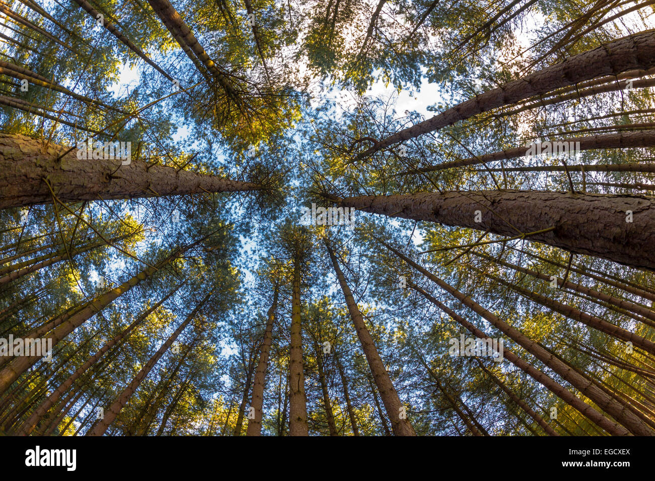 Hohen Nadelbäumen oder Pinien im Sherwood Forest, Nottinghamshire, England. Stockfoto