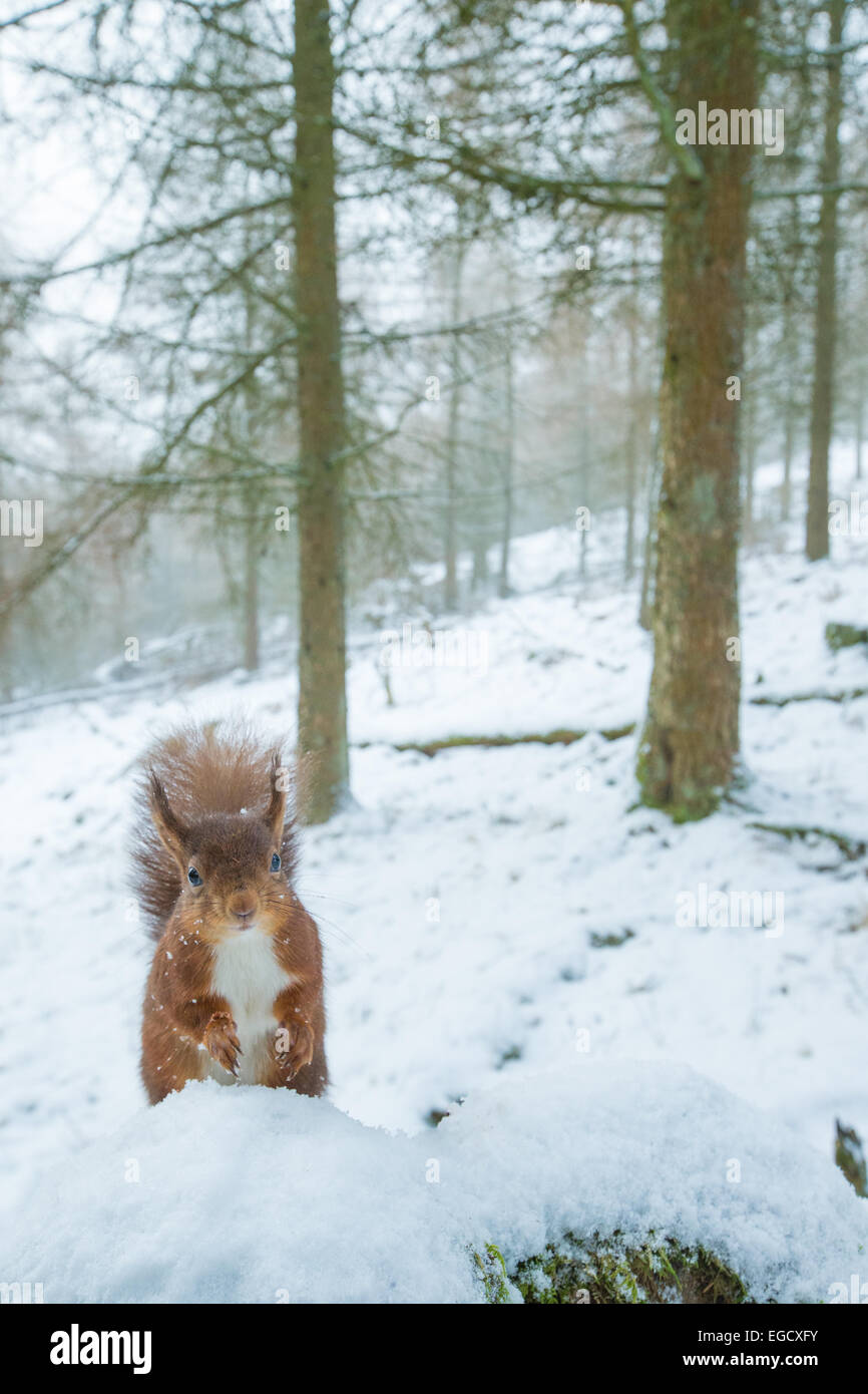 Eichhörnchen auf schneebedeckten Wand im Wald, Yorkshire Dales, UK Stockfoto