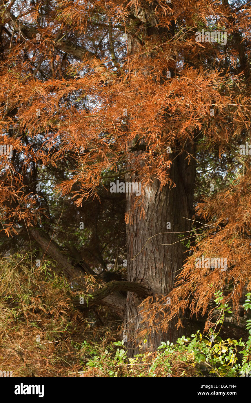 Sumpf-Zypresse (Taxodium Distichum). Herbst oder Herbst Laub. Eingeführte Exemplar. VEREINIGTES KÖNIGREICH. Calthorpe breit. NNR. SSSI. RAMSAR. Stockfoto