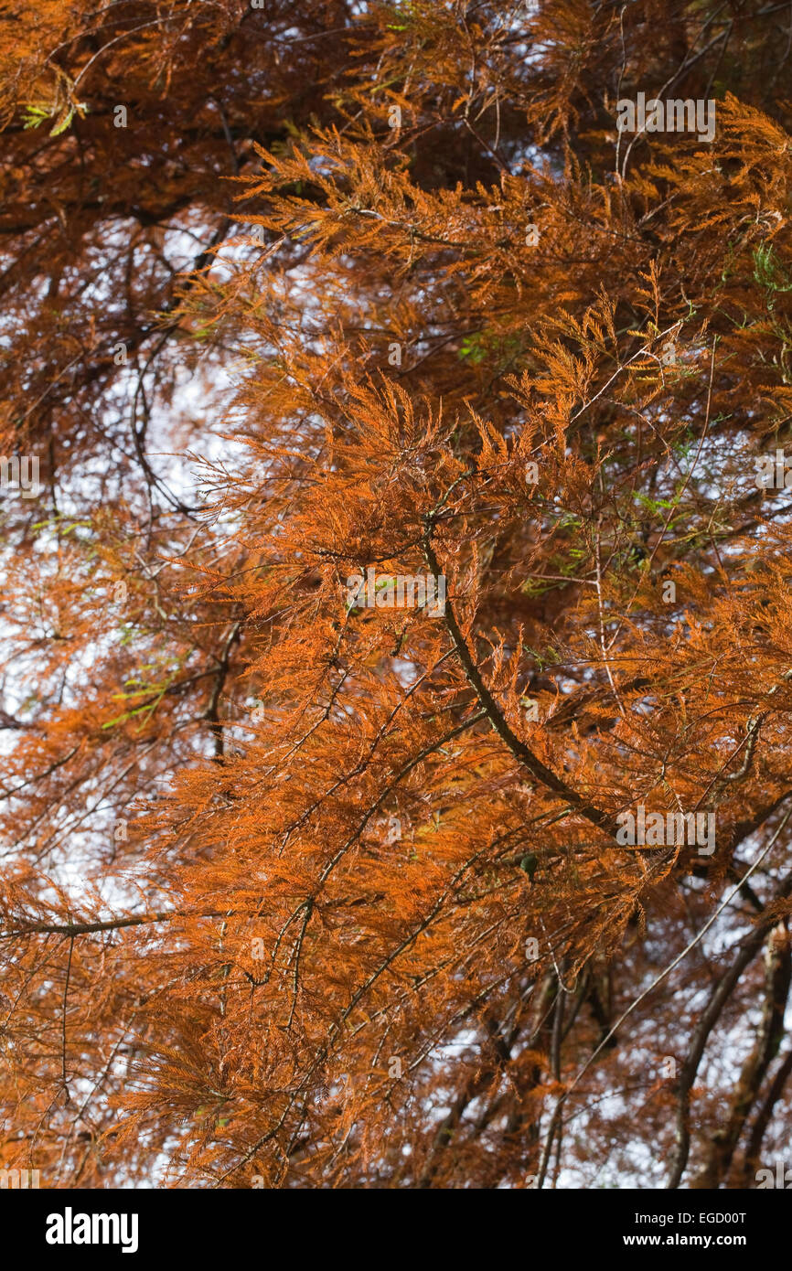 Sumpf-Zypresse (Taxodium Distichum). Herbst oder Herbst Laub. Eingeführte Exemplar. VEREINIGTES KÖNIGREICH. Calthorpe breit. NNR. SSSI. RAMSAR. Stockfoto