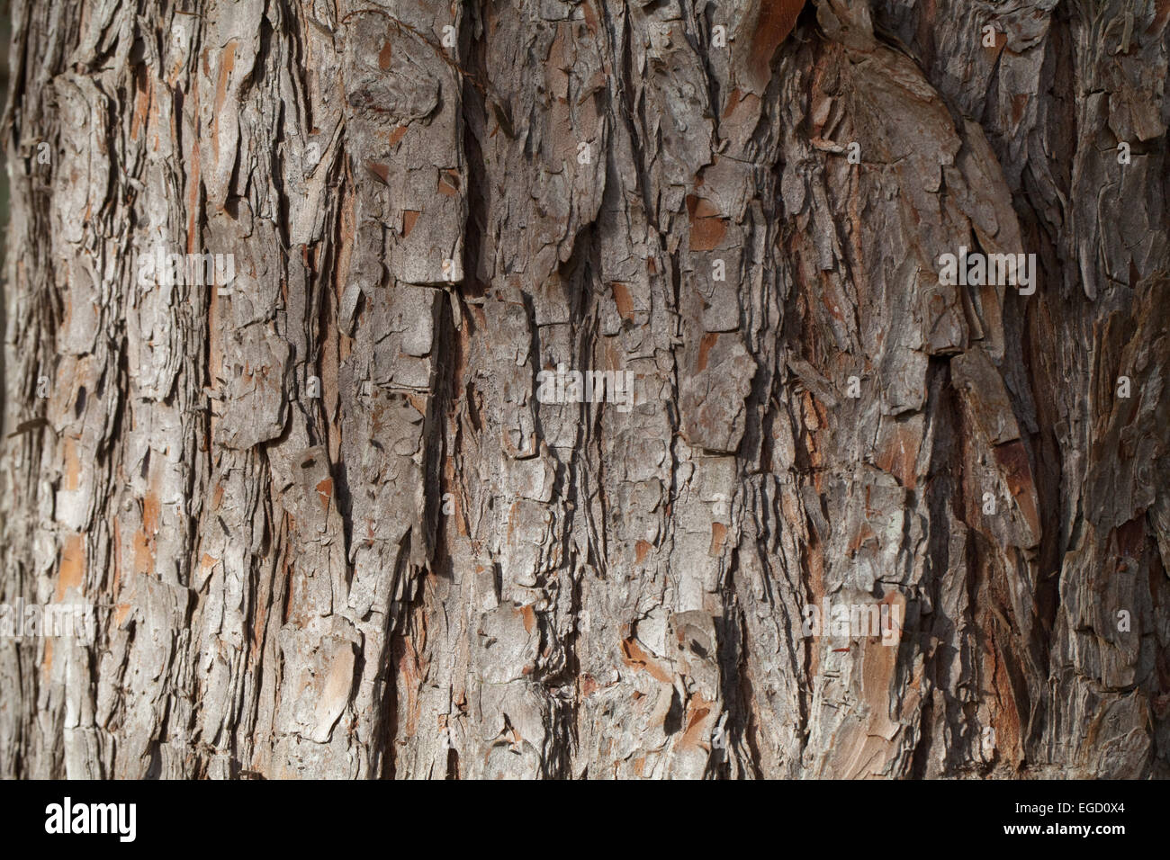 Sumpf-Zypresse (Taxodium Distichum). Stamm des Baumes In England.  Eine eingeführten Arten in Nordamerika beheimatet. Calthorpe breit NNR. SSSI. RAMSAR. Stockfoto