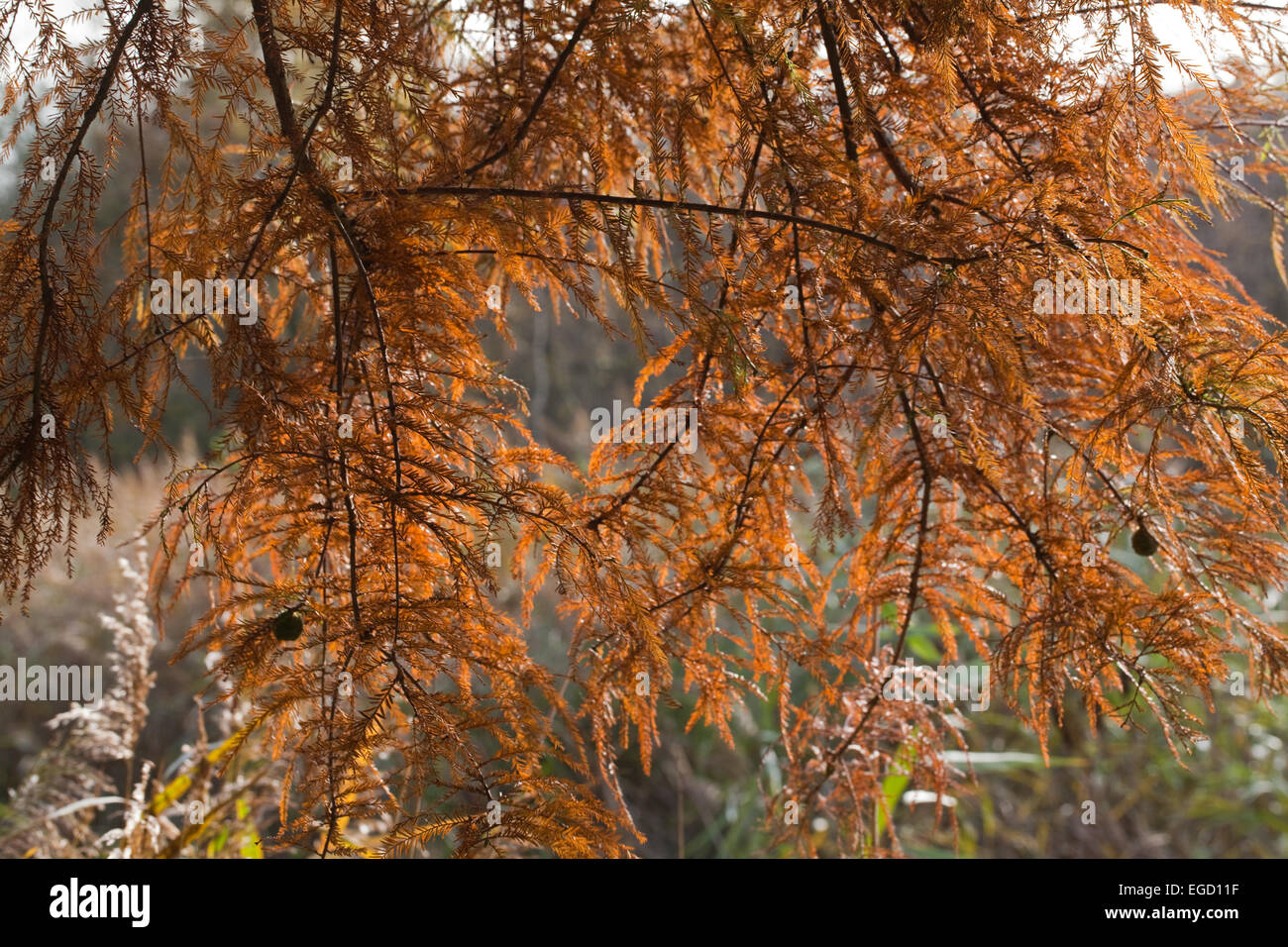 Sumpf-Zypresse (Taxodium Distichum). Herbst oder Herbst Laub. Eingeführte Exemplar. VEREINIGTES KÖNIGREICH. Calthorpe breit. NNR. SSSI. RAMSAR. Stockfoto