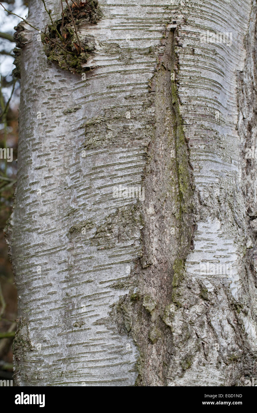 Moorbirke (Betula Pubescens). Stamm von einem ausgewachsenen Baum. Calthorpe breit. NNR. SSSI. Norfolk. England. VEREINIGTES KÖNIGREICH. Stockfoto