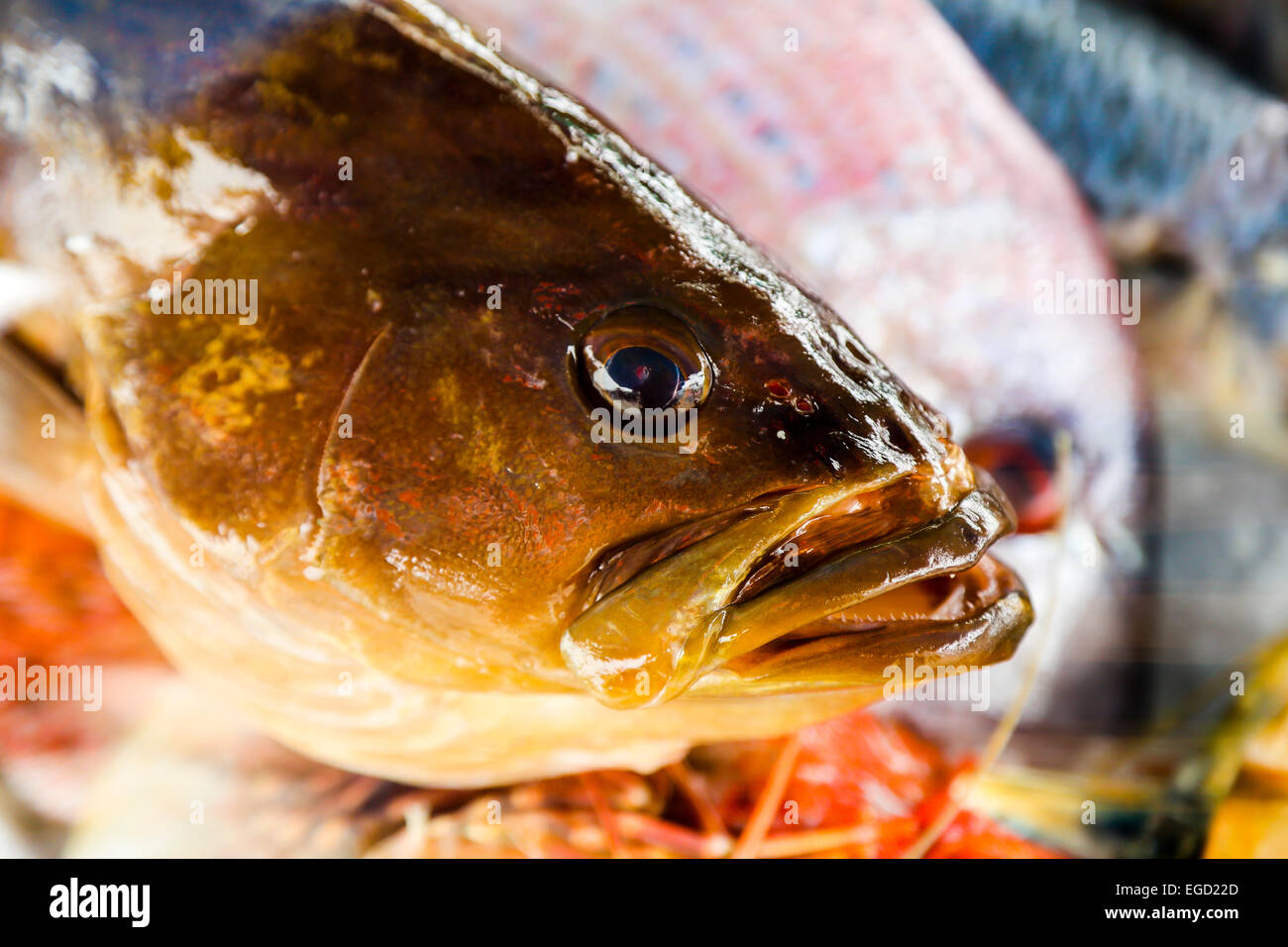 Fisch in den Restaurants des Hafen von Paphos entfernt Stockfoto