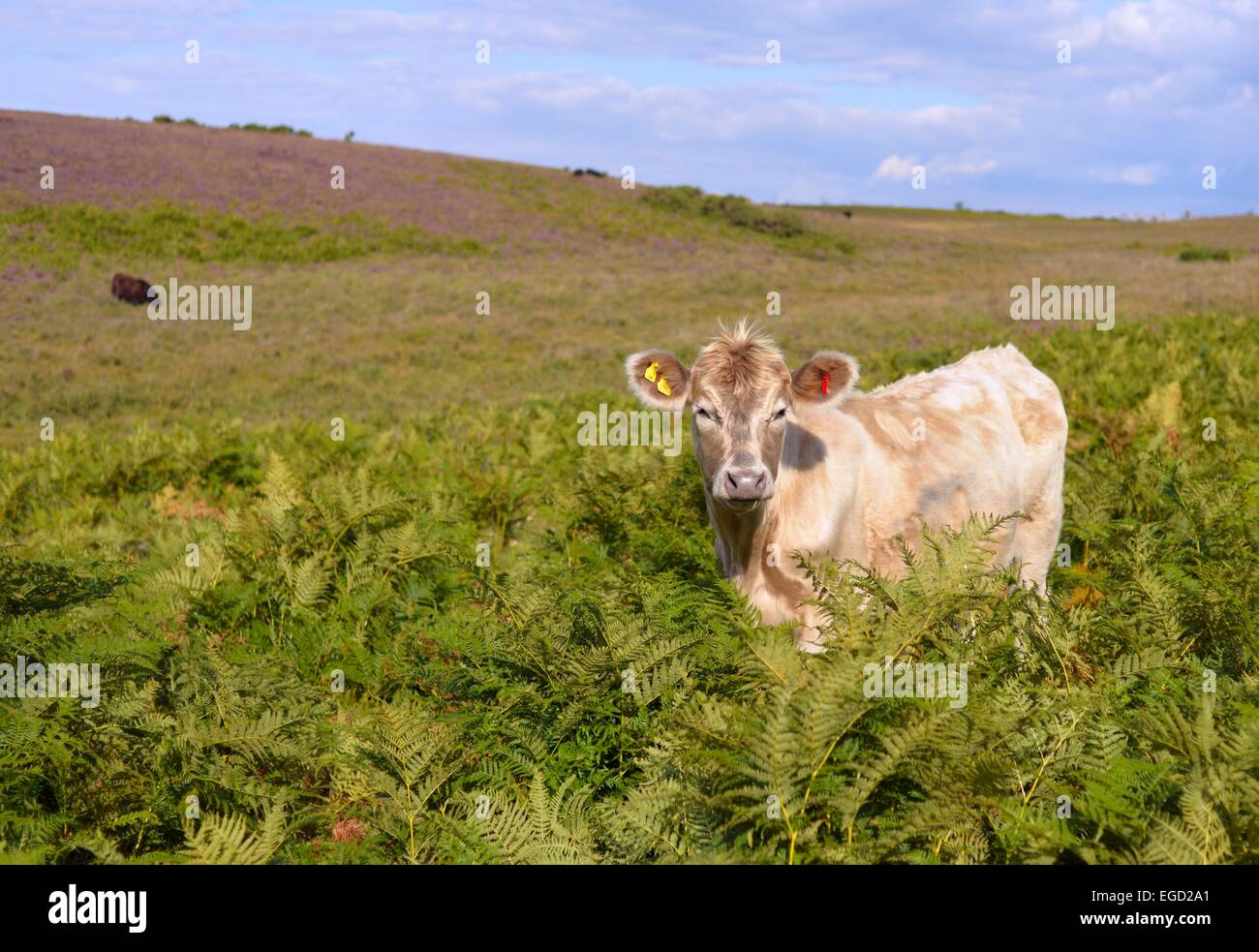 Niedliches Jersey-Kuhkalb mit großen Ohren, die im offenen Raum in Bracken stehen, New Forest, Hampshire, Großbritannien Stockfoto