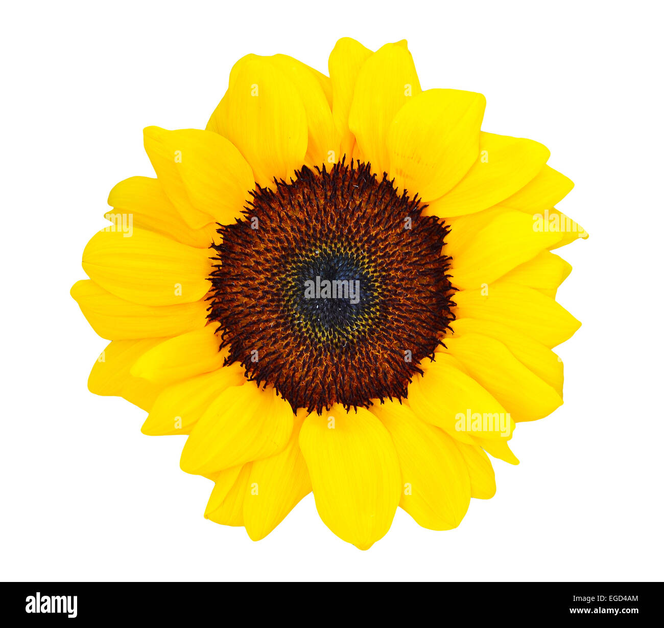 Sonnenblume, isoliert Stockfoto