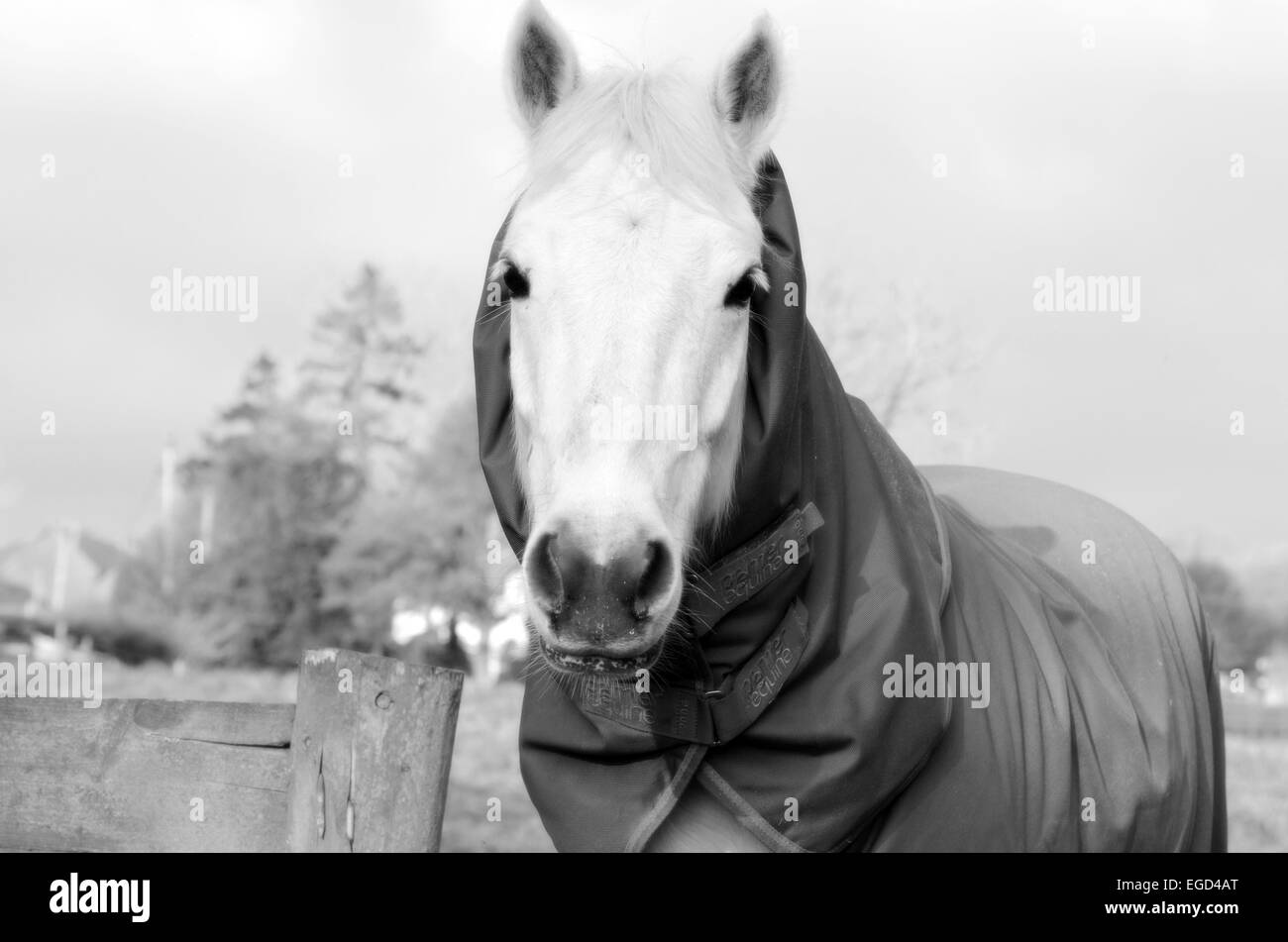 Ein Pferd alle eingewickelt im winter Stockfoto