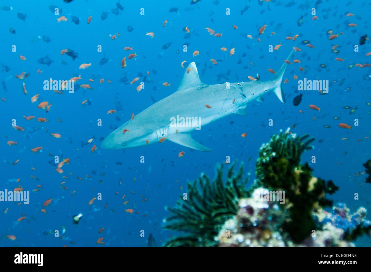 Hai, umgeben von kleinen Fischen Stockfoto