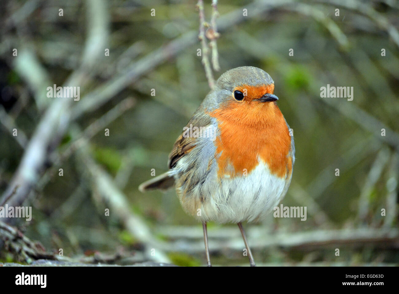 Rotkehlchen Stockfoto