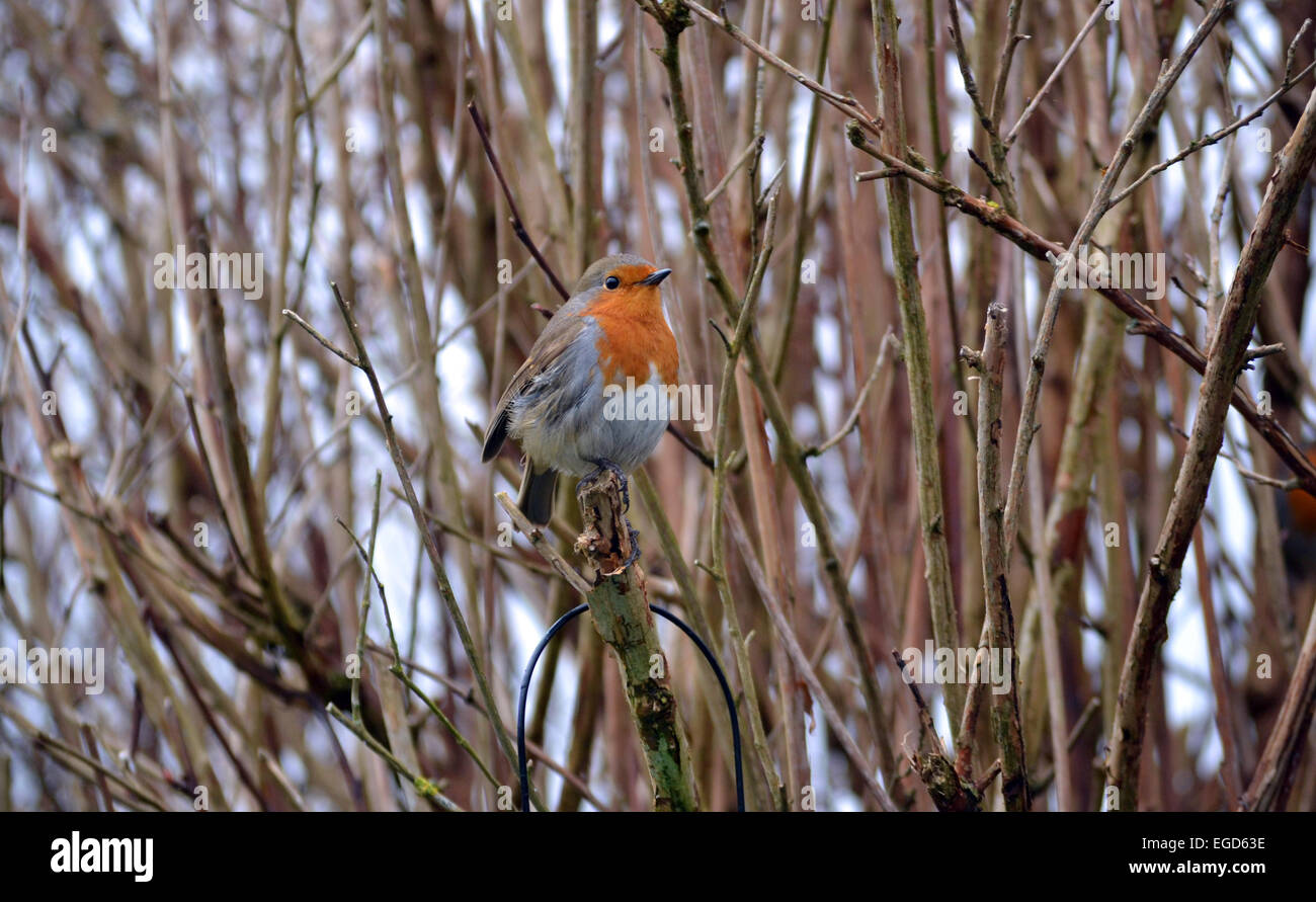 Robin in einem Baum Stockfoto