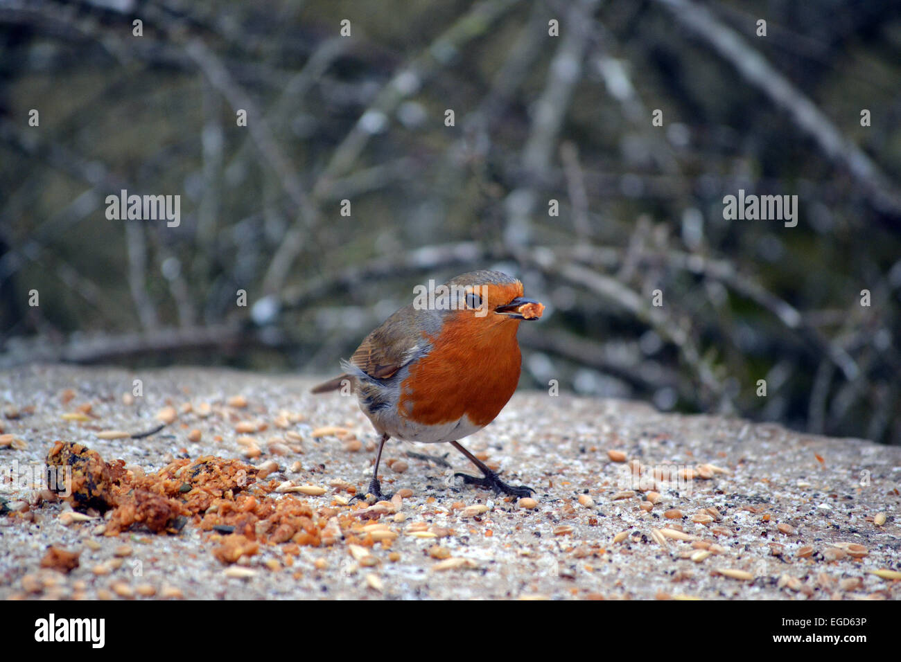 Rotkehlchen füttern Stockfoto