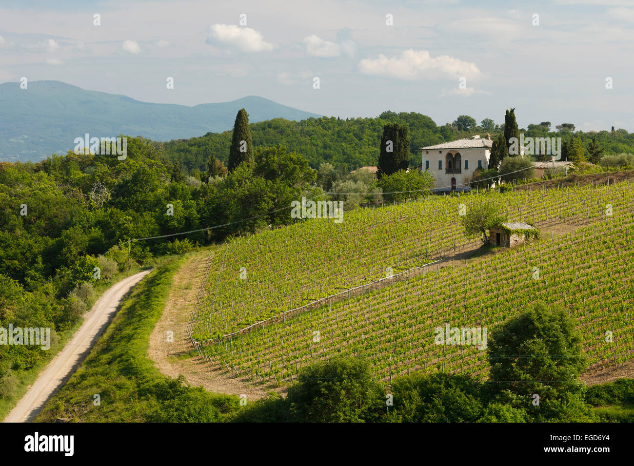 Weinberg und Land Herrenhaus umgeben von Zypressen, in der Nähe von Montalcino, Provinz Siena, Toskana, Italien, Europa Stockfoto