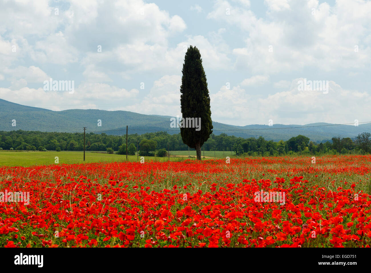 Zypresse im roten Mohn Feld in der Nähe von Colle di Val d Elsa, Toskana, Italien, Europa Stockfoto