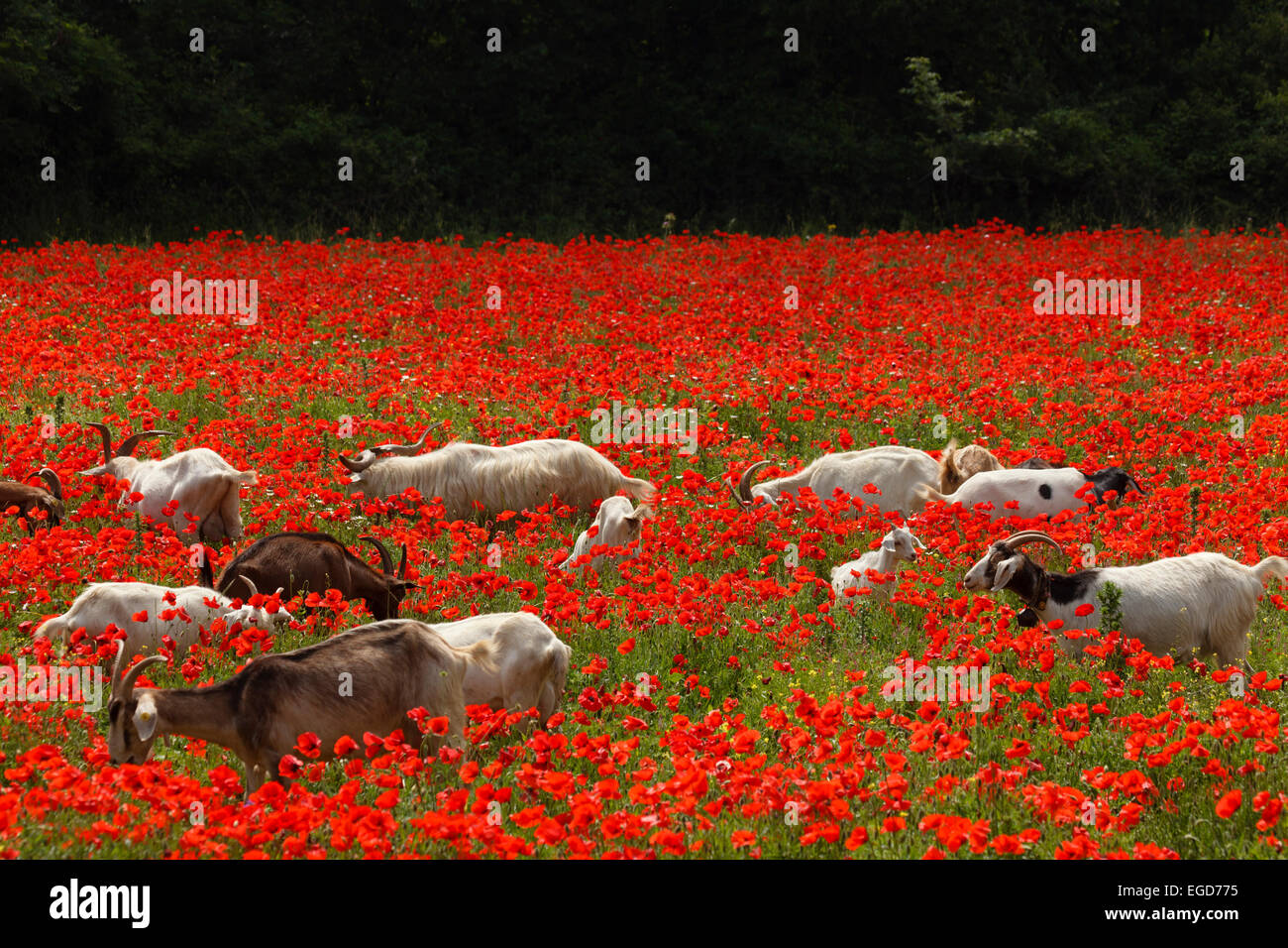 Ziegen in einer roten Mohnfeld, in der Nähe von Massa Marittima, Provinz Grosseto, Toskana, Italien, Europa Stockfoto