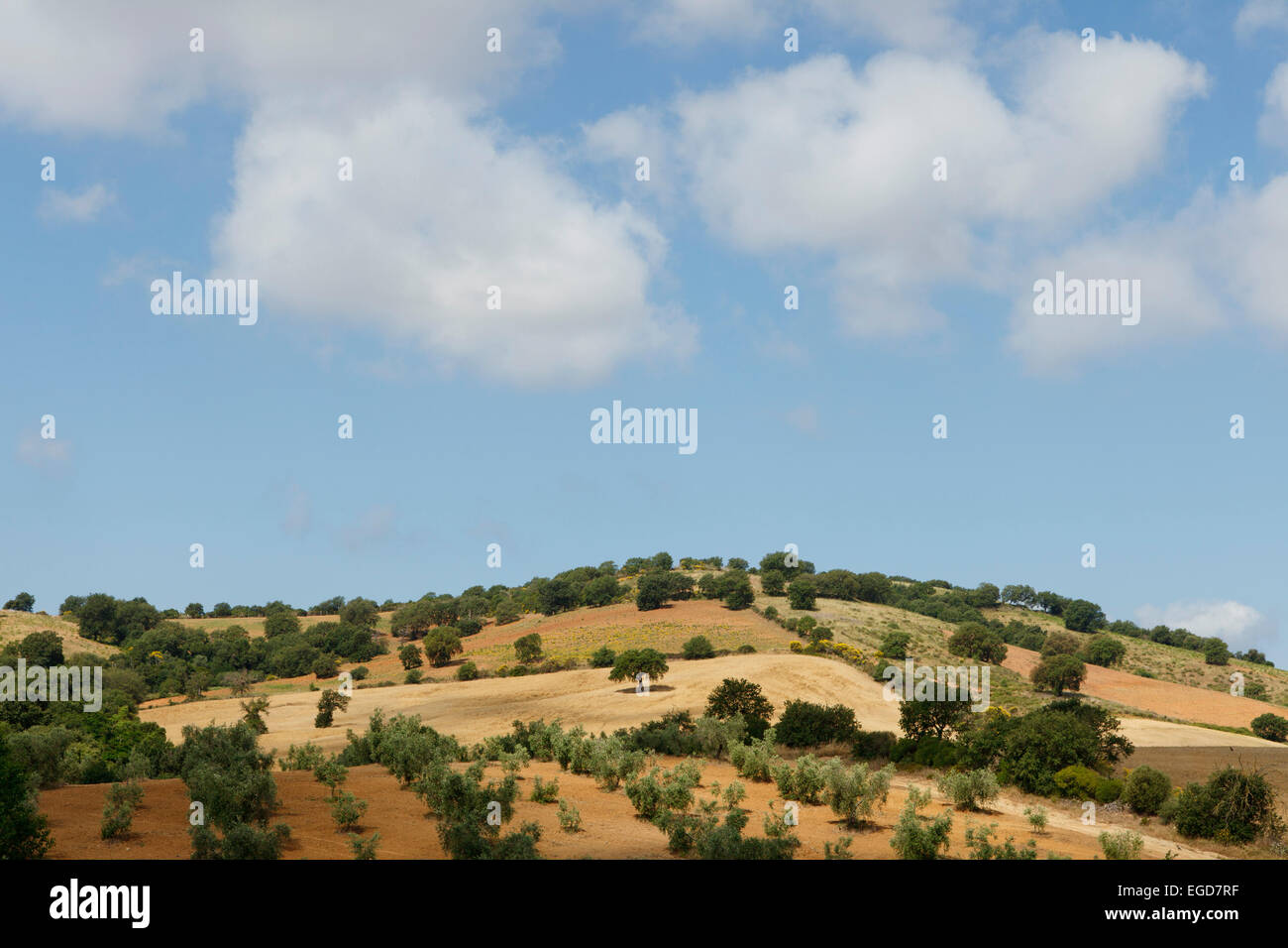 Hügel mit Feldern, Eichen und Olivenbäumen, in der Nähe von Malpasso, in der Nähe von Magliano in Toskana, Provinz Grosseto, Toskana, Italien, Europa Stockfoto