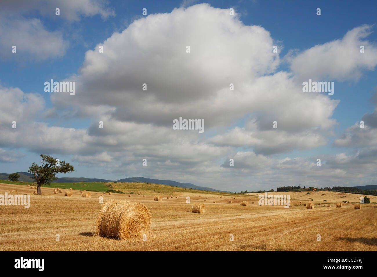 Ballen Heu in einem Feld in der Nähe von Fonteblanda, in der Nähe von Magliano in Toskana, Provinz Grosseto, Toskana, Italien, Europa Stockfoto
