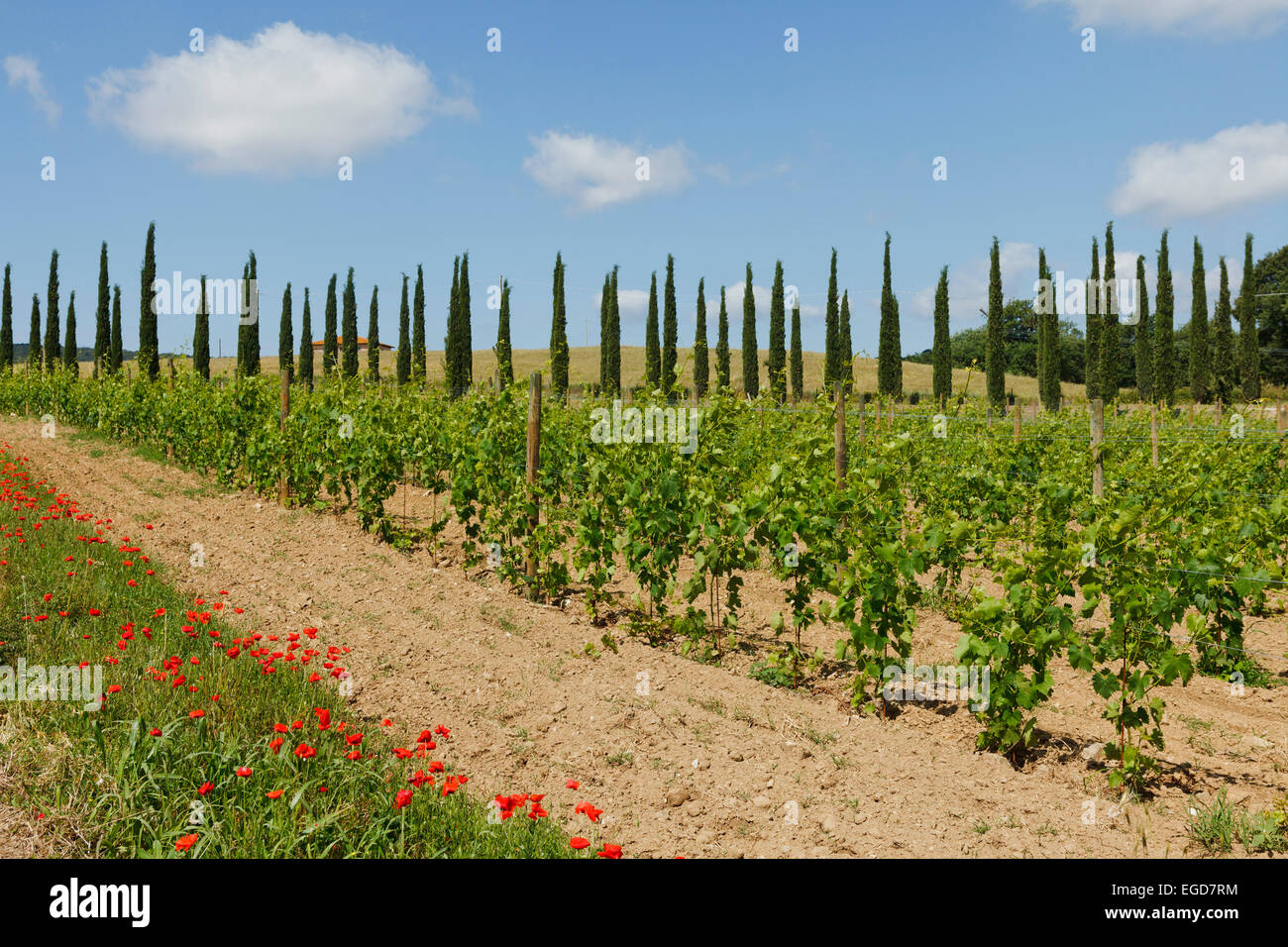 Zypressen und Mohn in einem Weinberg in der Nähe von Montiano, in der Nähe von Magliano in Toskana, Provinz Grosseto, Toskana, Italien, Europa Stockfoto