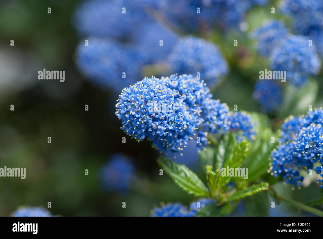 Ceanothus "Italienische Skies" Stockfoto