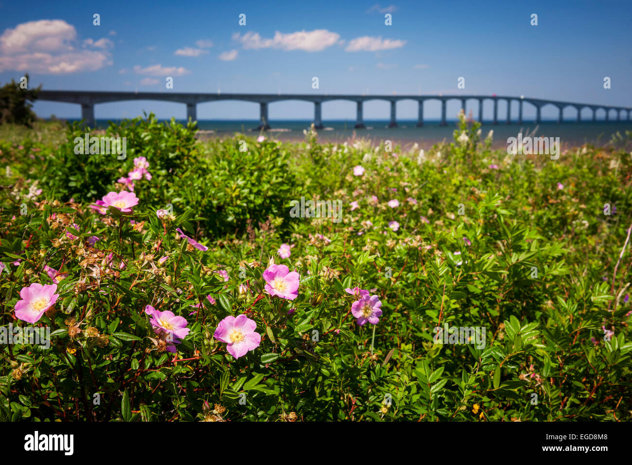 Nahaufnahme von wilden Rosen-Blumen in New Brunswick, Kanada Küste mit Confederation Bridge im Hintergrund Stockfoto