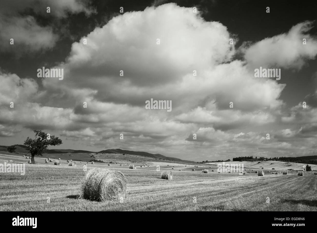 Heuballen, Feld in der Nähe von Fonteblanda, in der Nähe von Magliano in Toskana, Provinz Grosseto, Toskana, Italien, Europa Stockfoto