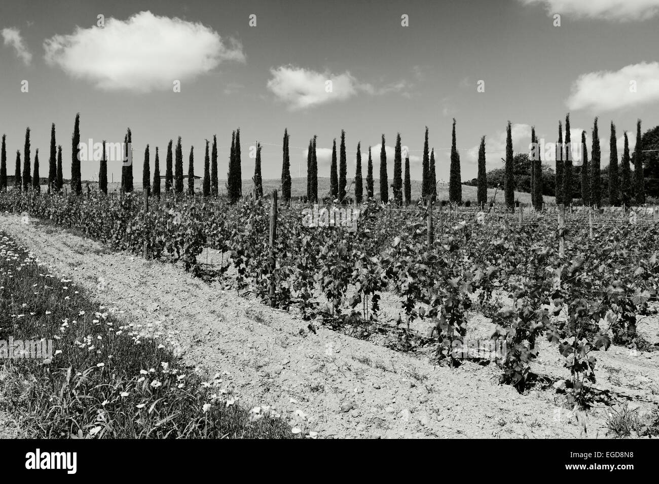 Zypressen Ans Popies, Weinberg in der Nähe von Montiano, in der Nähe von Magliano in Toskana, Provinz Grosseto, Toskana, Italien, Europa Stockfoto