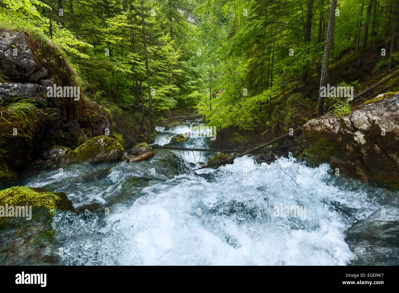 Im Frühjahr, eine schnelle Gebirgsbach fallen im Hartelsgraben Wald über unzählige Kaskaden vor fließt in den Fluss Enns, Nationalpark Gesäuse, Ennstaler Alpen, Steiermark, Österreich Stockfoto