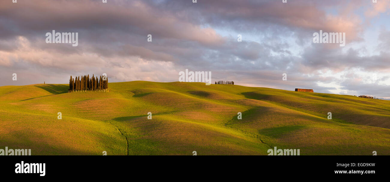 Toskanischen Hügellandschaft des Val d ' Orcia mit Cypress Grove und das erste Grün des Frühlings im Abendlicht, San Quirico d ' Orcia, Toskana, Italien Stockfoto