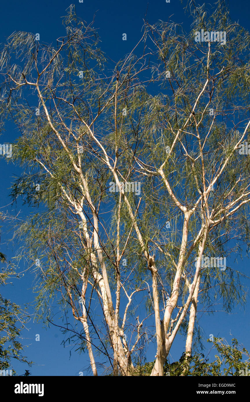 Acacia Willardiana, Palo Blanco, weiße bellte Acacia Stockfotografie