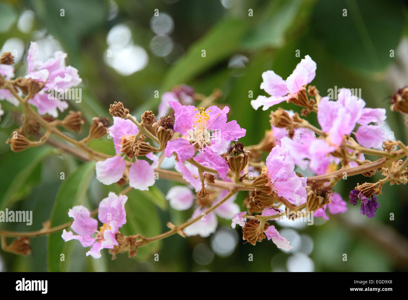 rosa Blume auf Baum im Garten. Stockfoto