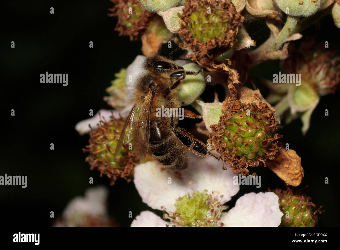 Honigbiene sammelt Nektar Stockfoto