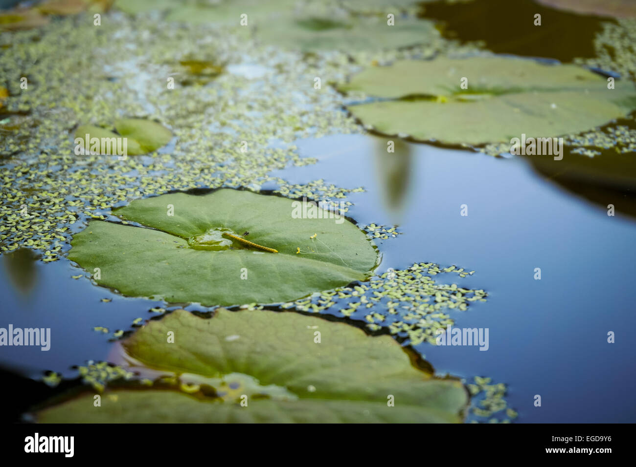 Konzentriert sich eine grüne Lotusblatt schwimmt auf Wasser mit Reflektion Licht vom Himmel Stockfoto