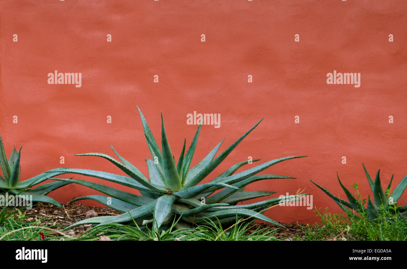 Aloe gegen Stuck Wand Stockfoto