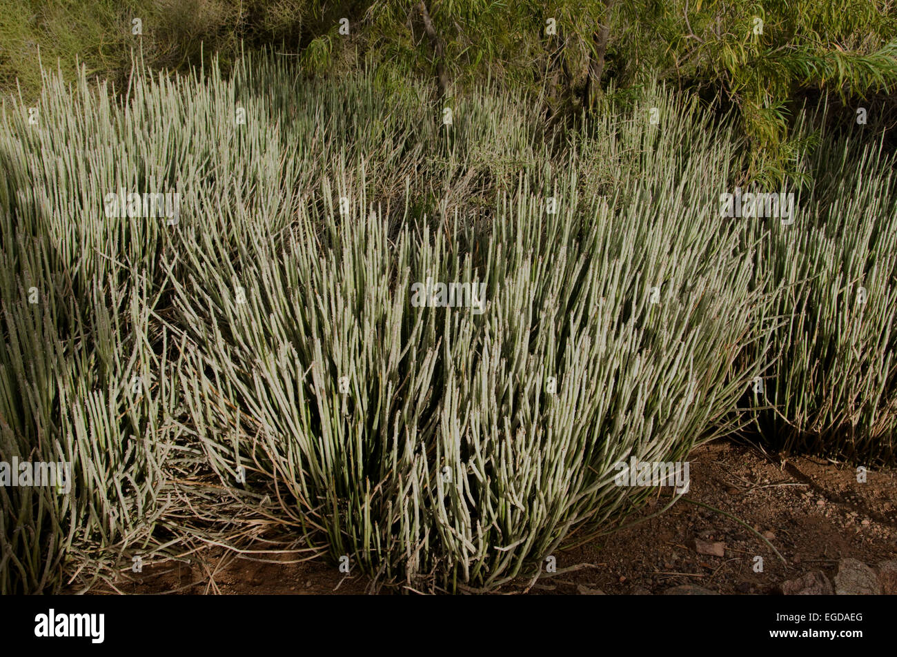 Euphorbia Antisyphilitca, Candelilla Stockfoto