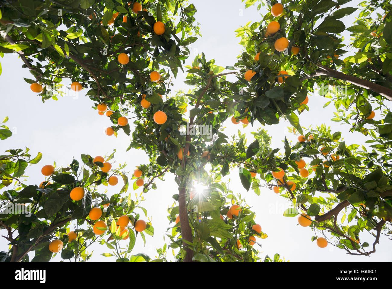 Orangenbäume, Soller, Mallorca, Spanien Stockfoto