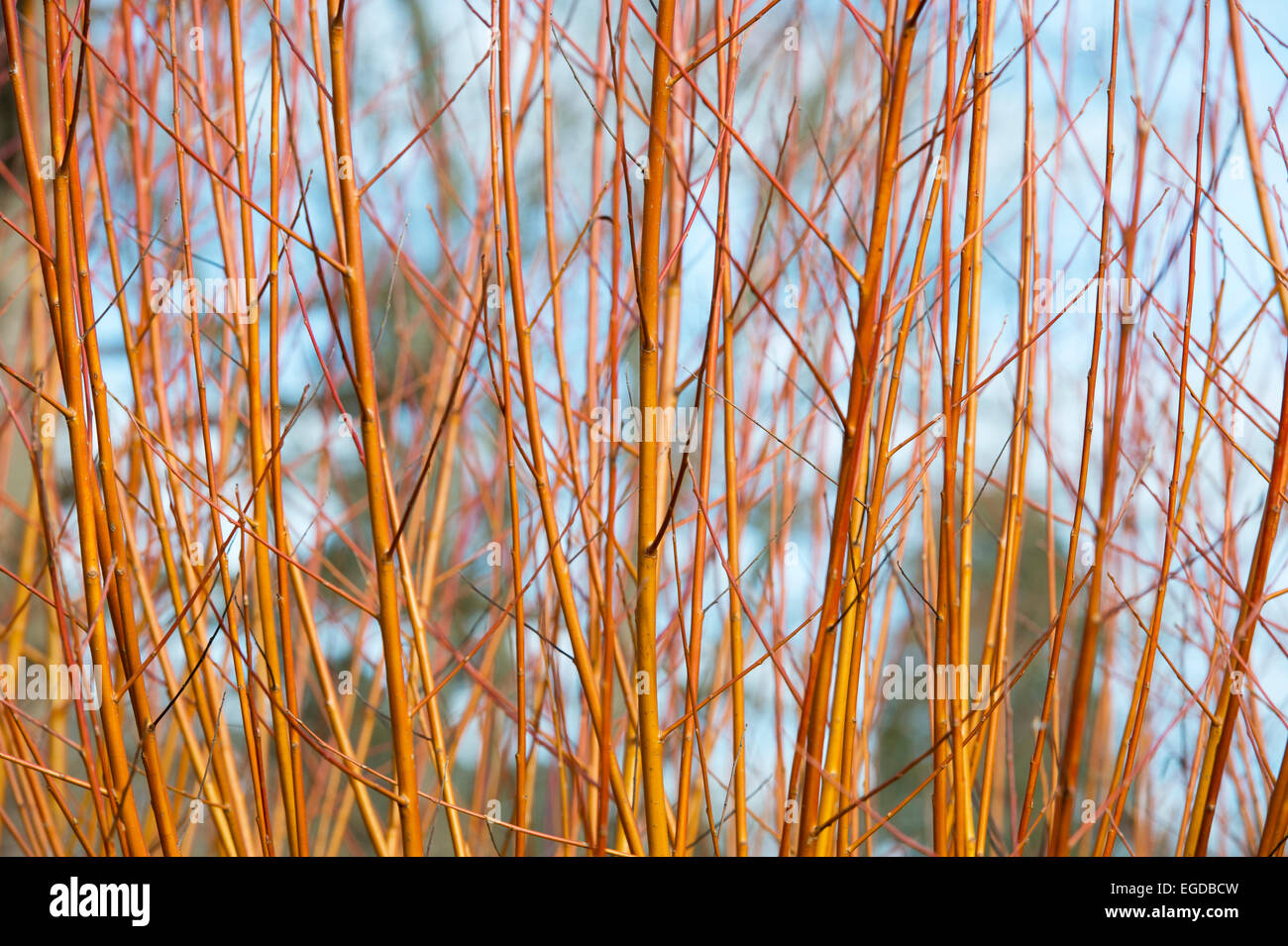 Salix Alba Vitellina Yelverton. Korallenrindenweide „Yelverton“ orange, rot und rosa Stiele im Winter Stockfoto