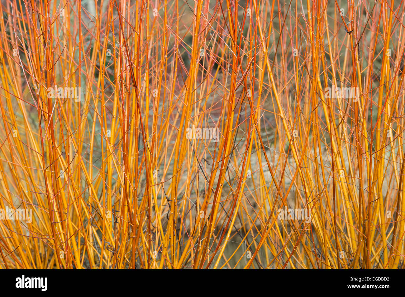 Salix Alba Vitellina Yelverton. Korallenrindenweide „Yelverton“ orange, rot und rosa Stiele im Winter Stockfoto