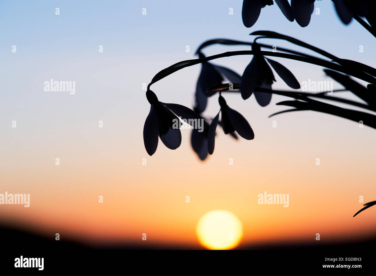 Schneeglöckchen blühen gegen einen Winter-Sonnenaufgang. Silhouette Stockfoto