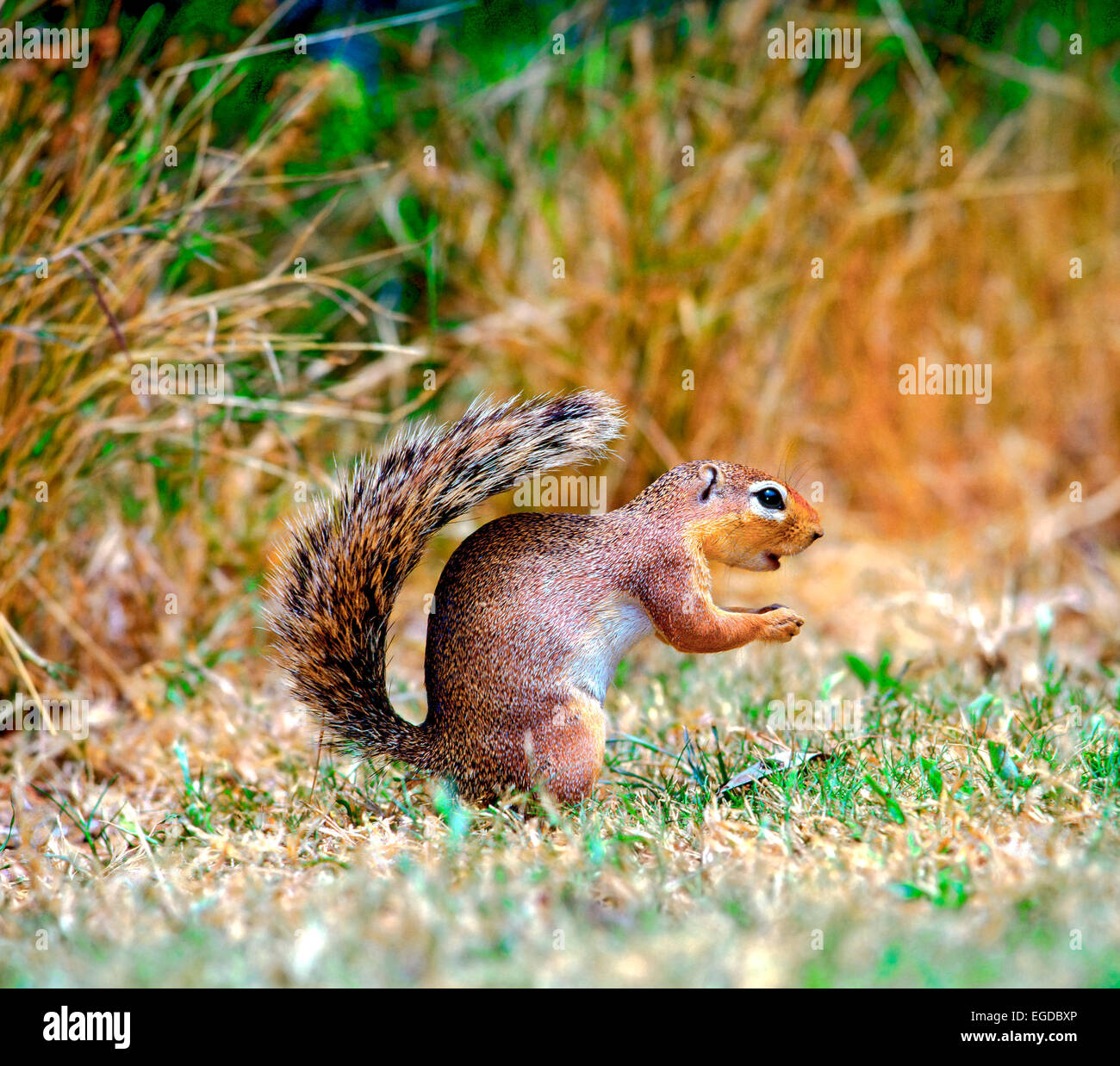 Ungestreifte Borstenhörnchen (Xerus Rutilus) Stockfoto